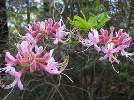 Pinxterbloom Azalea