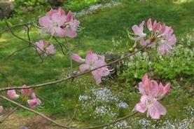 Pinkshell Azalea