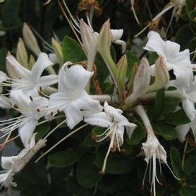 Swamp Azalea
