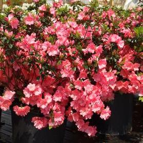 Gable Hybrid Azalea