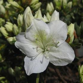 Glenn Dale Hybrid Azalea