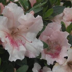 Satsuki Hybrid Azalea