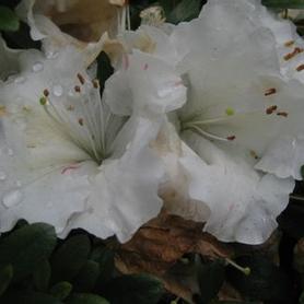 Satsuki Hybrid Azalea
