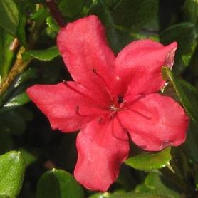 Kurume Hybrid Azalea