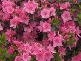 Kurume Hybrid Azalea