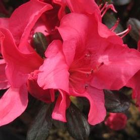 Kaempferi Azalea