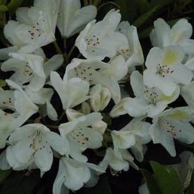 Catawba Rhododendron