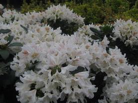 Catawba Rhododendron