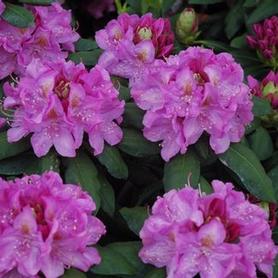 Catawba Rhododendron