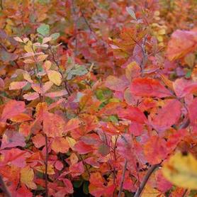 Fragrant Sumac