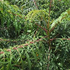 Cutleaf Smooth Sumac
