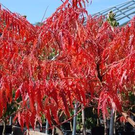 Cutleaf Staghorn Sumac