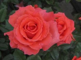 Climbing Rose