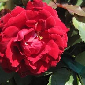 Climbing Rose
