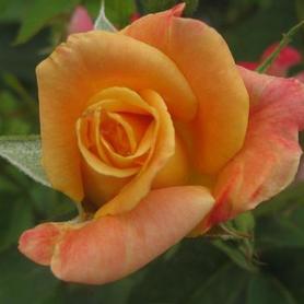 Climbing Rose