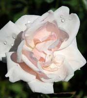 Climbing Rose
