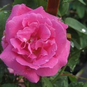Climbing Rose