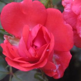 Groundcover Drift Rose