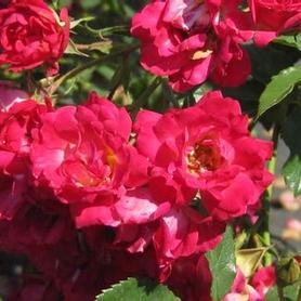 Groundcover Drift Rose