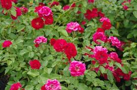 Groundcover Meidiland Rose
