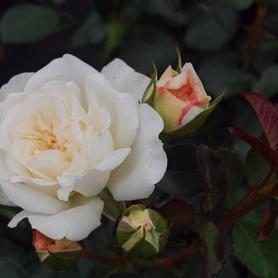 Groundcover Meidiland Rose