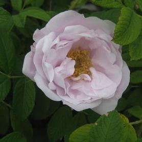 Rugosa Rose