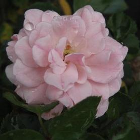 Shrub Rose