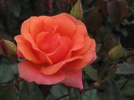 Shrub Rose