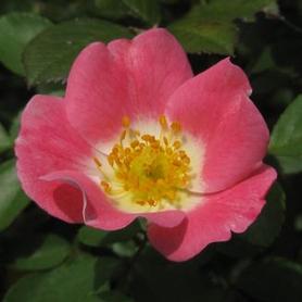 Shrub Rose