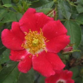 Shrub Rose
