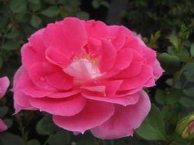 Shrub Rose