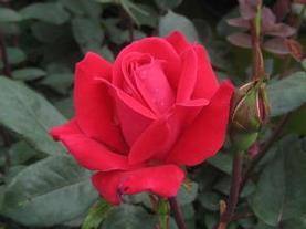 Shrub Rose