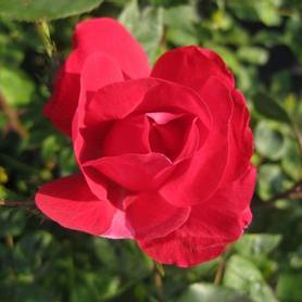 Shrub Rose