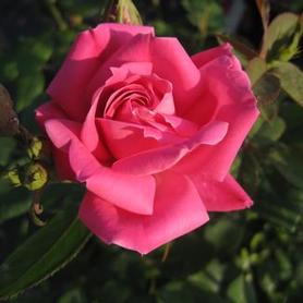 Shrub Rose