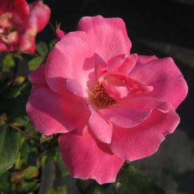 Shrub Rose