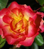 Shrub Rose