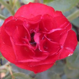 Shrub Rose