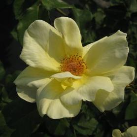 Shrub Rose