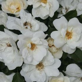 Shrub Rose