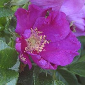 Rugosa Rose