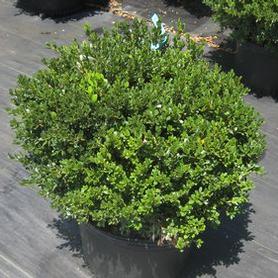 Little Leaf Boxwood