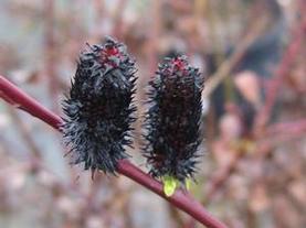 Black Pussy Willow