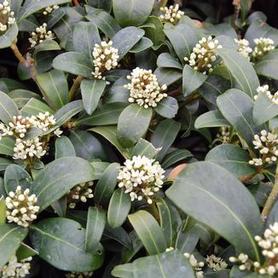 Female Skimmia