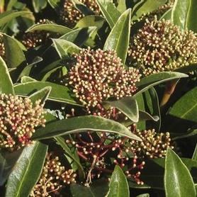 Male Skimmia