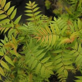 False Spirea