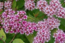 Spirea