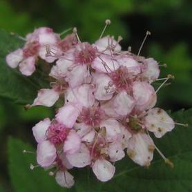 Spirea