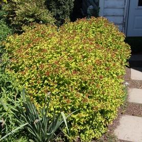Spirea