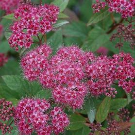 Spirea