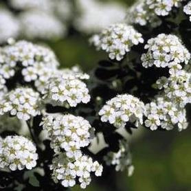 Spirea